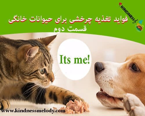فواید تغذیه چرخشی برای حیوانات خانگی