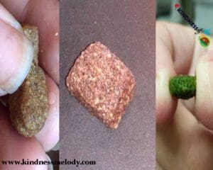 فواید تغذیه چرخشی برای حیوانات خانگی