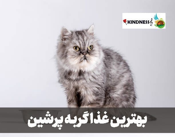 بهترین غذای گربه پرشین