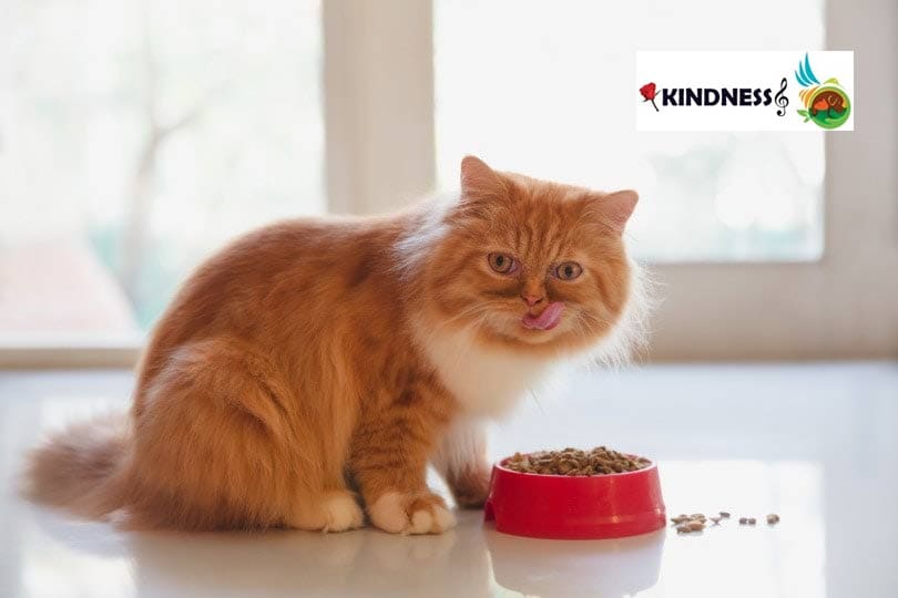 غذای گربه پرشین