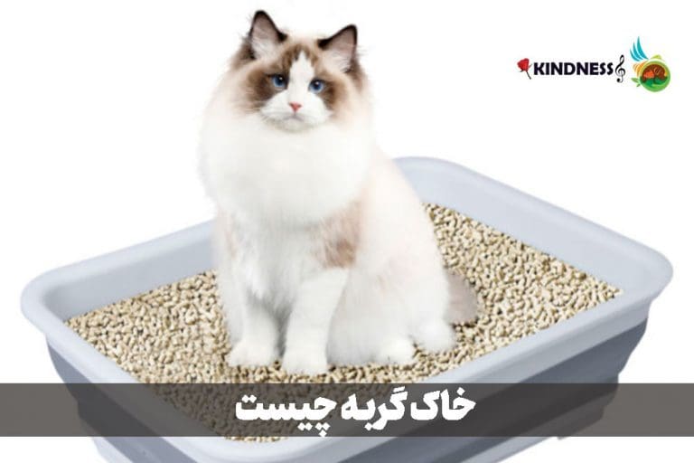 خاک گربه چیست