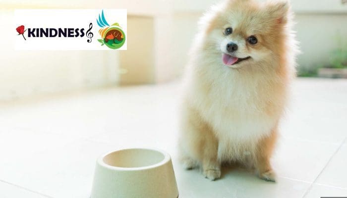 بهترین غذا برای توله سگ