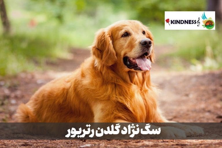 سگ نژاد گلدن رتریور