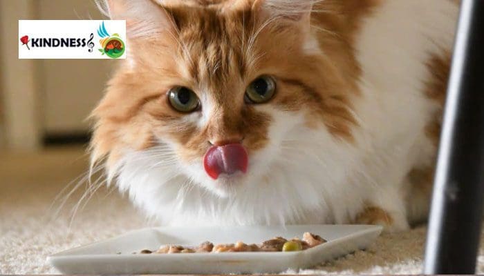 غذای خانگی گربه مادر