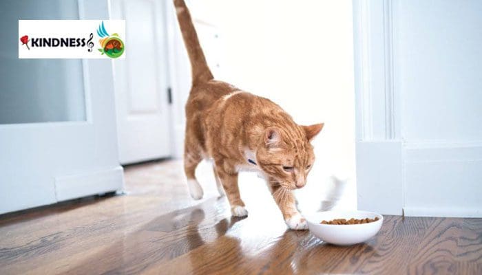 غذای مناسب برای گربه باردار 