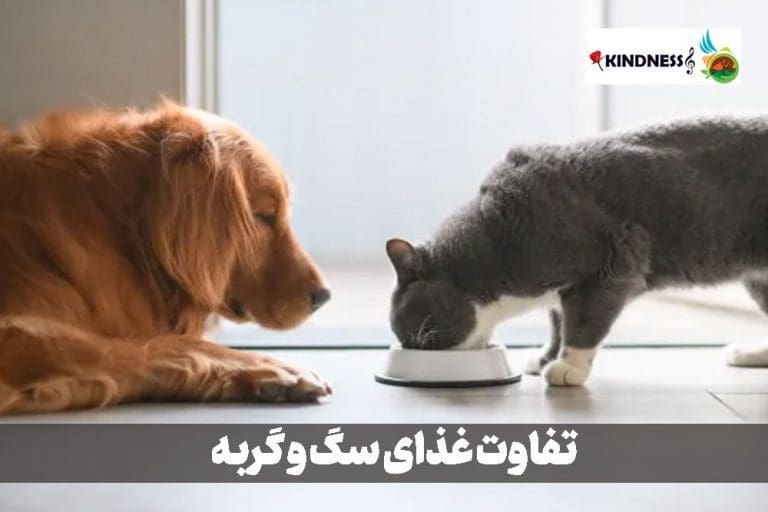 تفاوت غذای سگ و گربه