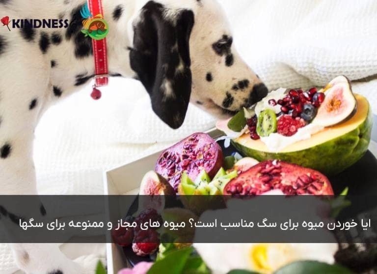 ایا خوردن میوه برای سگ مناسب است؟ میوه های مجاز و ممنوعه برای سگها